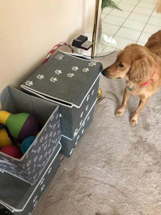 A golden retriever gazing at a gray box with white paw prints and bone designs on it.
