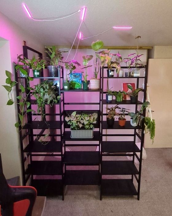 A collection of black shelves filled with various potted houseplants illuminated by pink LED grow lights in a room