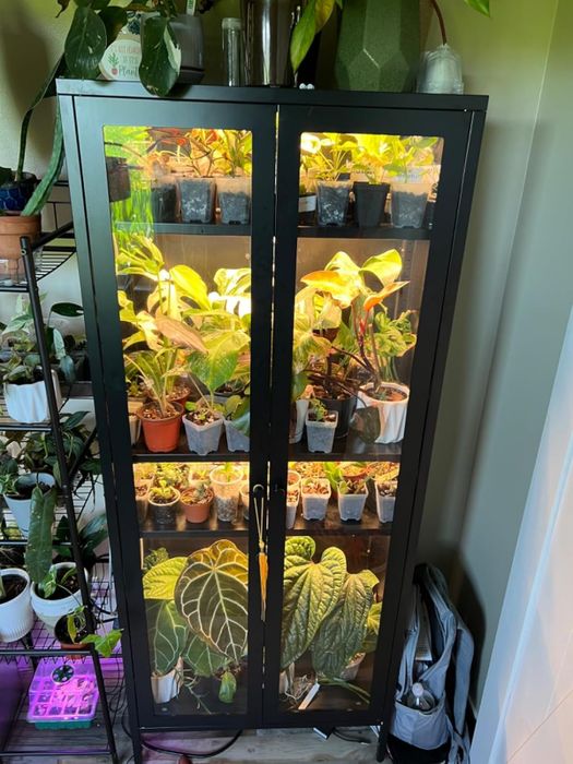 A sleek black glass-front cabinet filled with various potted plants, bathed in the glow of grow lights, with additional plants on a nearby shelf