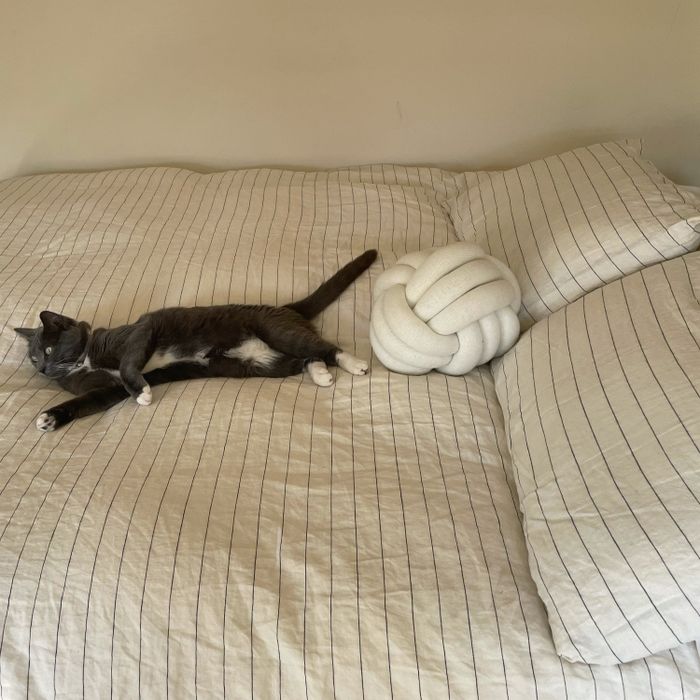 a Mytour editor's cat lounging on her striped duvet