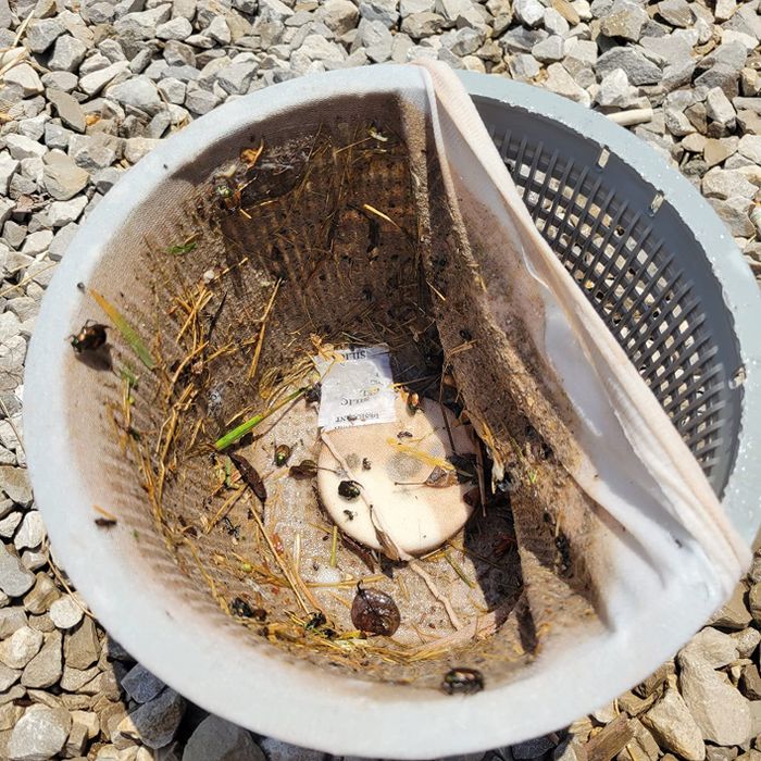 A reviewer's photo showing the sock stretched over a skimmer basket, filled with sand and small debris