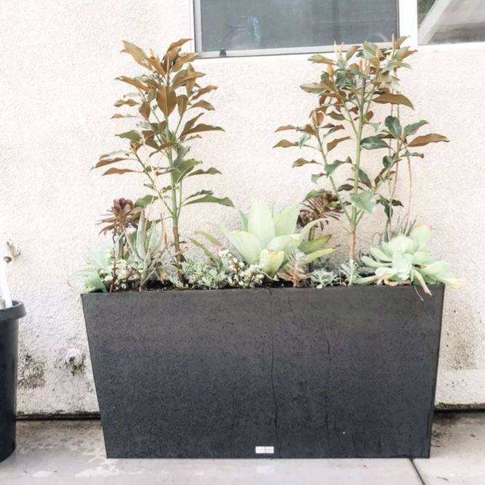 A sizable black planter box filled with a variety of succulents and two taller leafy plants, sitting in front of a white wall with a window above it.