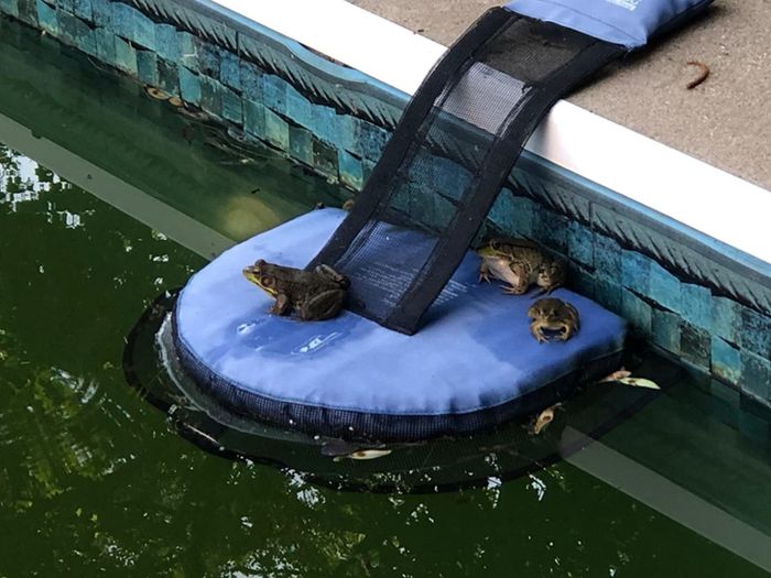 A reviewer's photo showing the ramp on the side of the pool, with several frogs sitting on it