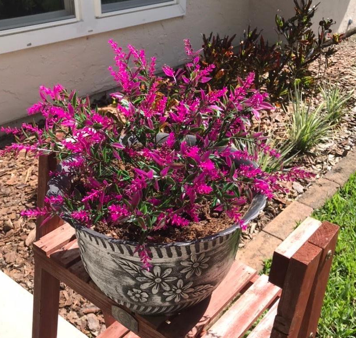 The pink faux flowers displayed in a pot.
