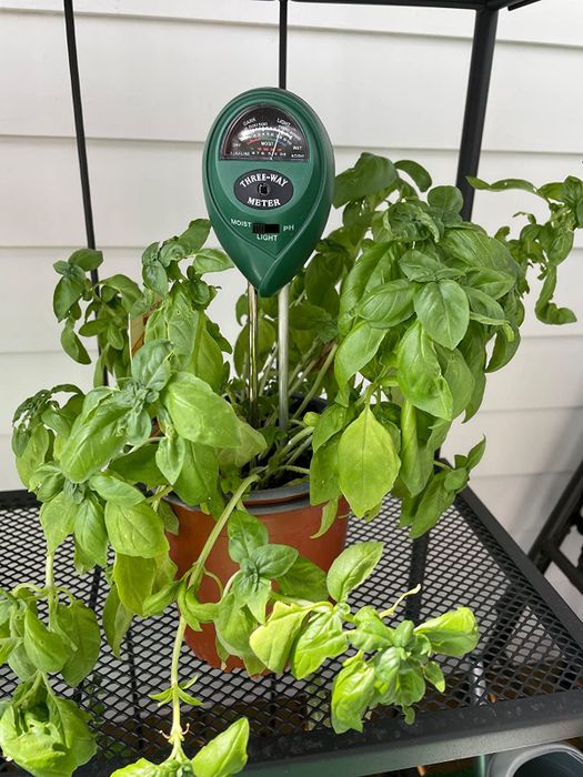 A soil moisture meter placed in a basil plant outdoors