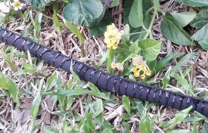 A soaker hose laying in a garden bed, watering the plants