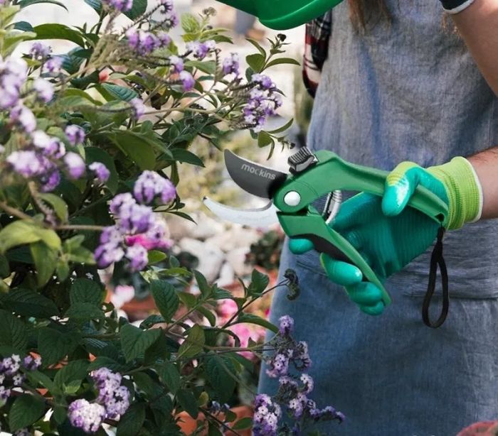 Person trimming blossoming bushes with the garden shears