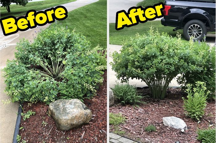 A before-and-after photo of a plant's transformation after using the product outside