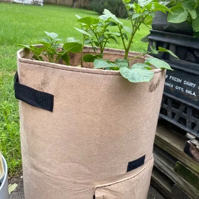 A photo of a pot with growing plants inside it