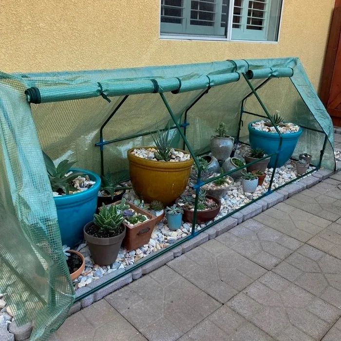 Reviewer image showing potted succulents inside the mini greenhouse