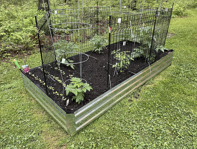 A reviewer's garden bed thriving with a variety of vegetables