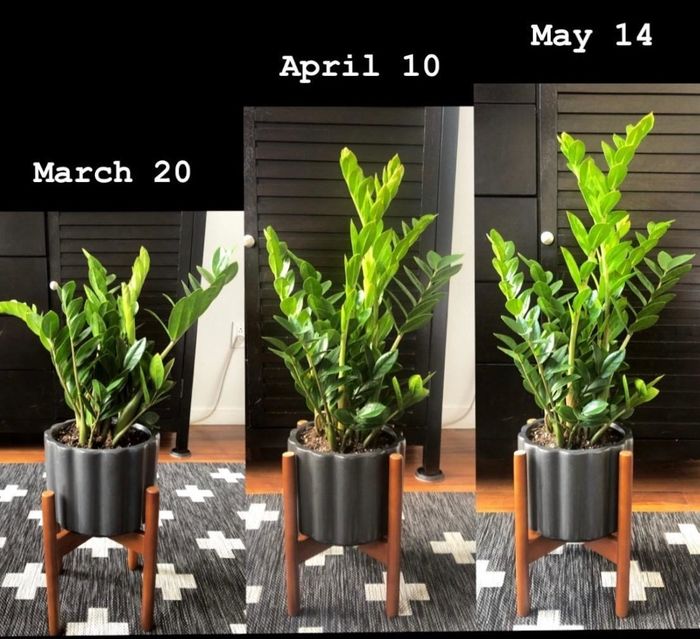 Review showing a plant’s growth progress with photos taken on March 20, April 10, and May 14, showcasing its size increase
