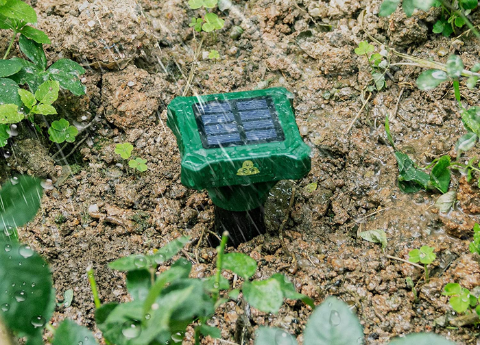 Mole-repellent stakes installed in the garden