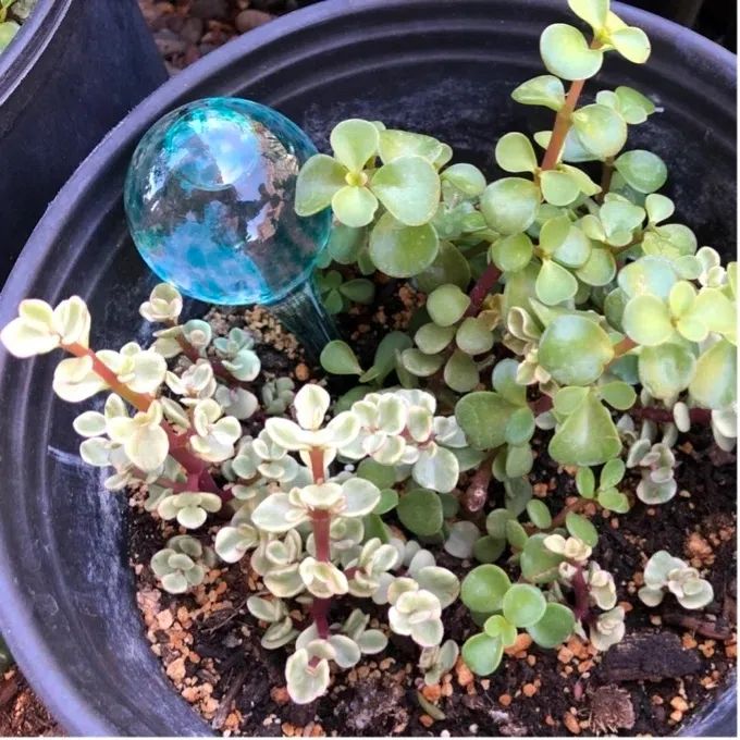 Reviewer photo of a watering globe placed in a planter