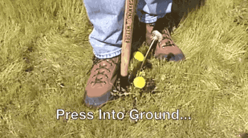 A gif demonstrating how to press the tool into the ground at the base of the weed, then tilt the handle to pull it out, removing the entire weed.
