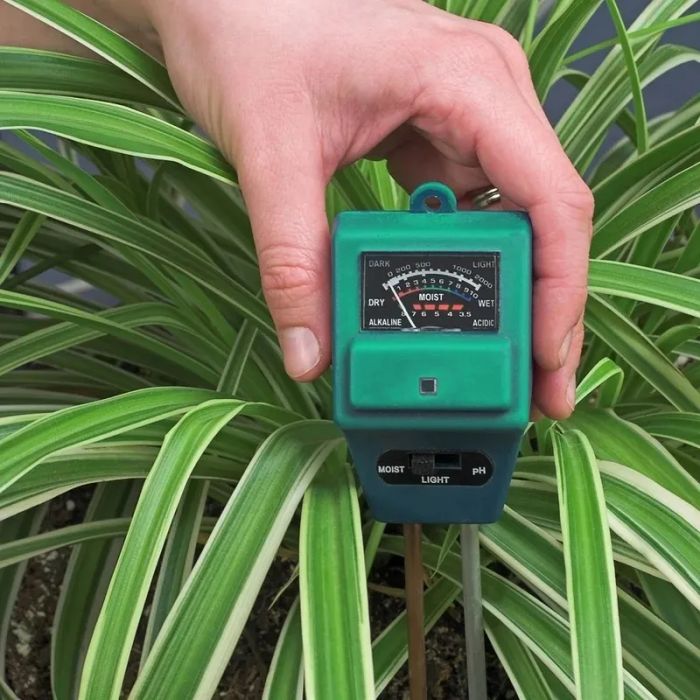 Person placing the soil tester into the ground next to a plant