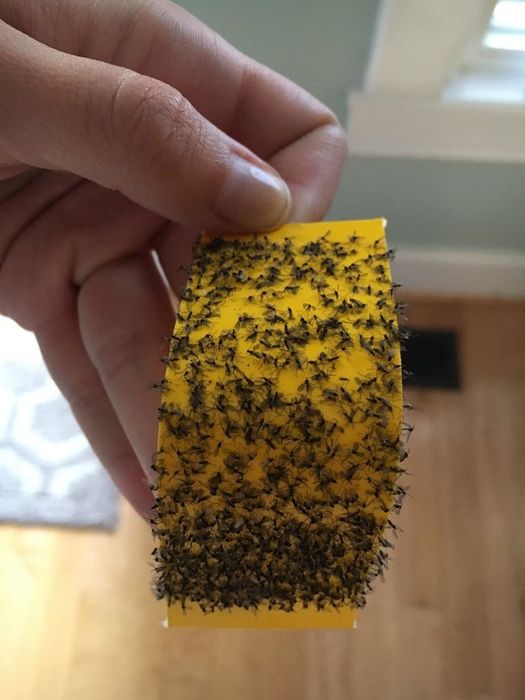 A reviewer holding up a yellow sticky sheet covered in trapped gnats
