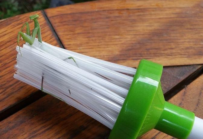 Reviewer image of a praying mantis inside the critter catcher
