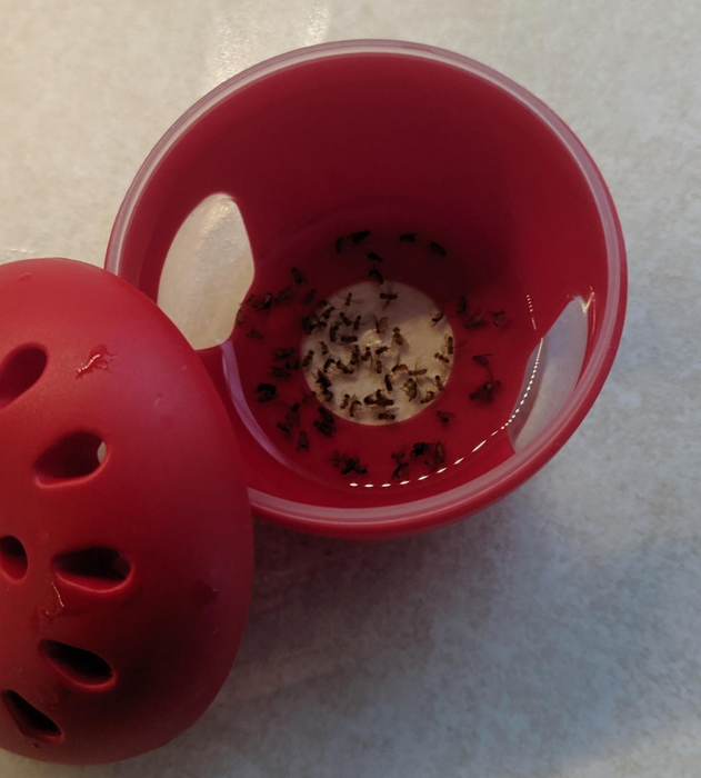 reviewer image showing the trap opened to reveal deceased fruit flies inside