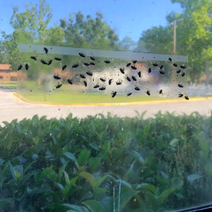 A reviewer’s window with dozens of flies stuck on a clear sticky strip