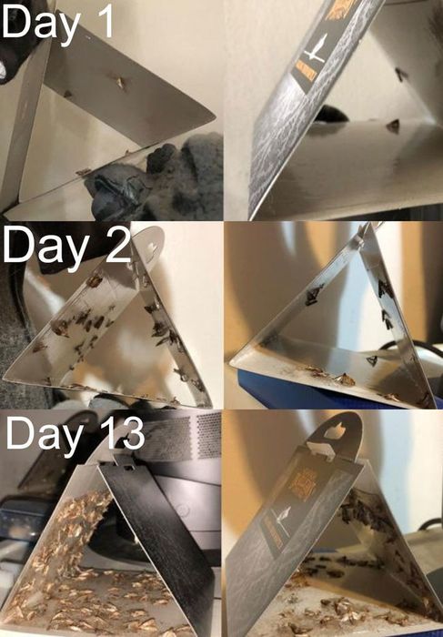 A series of photos showing the progress of using the moth traps, from day one to day thirteen, with more moths caught each day