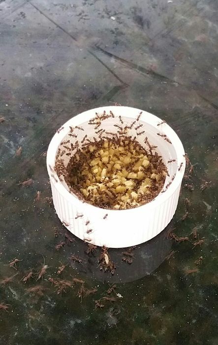 Reviewer image of a bottle cap filled with ant bait granules, attracting a swarm of ants