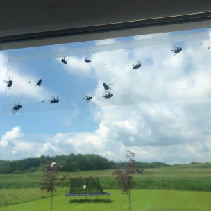 Several flies stuck to a strip, hidden behind a curtain in a reviewer photo