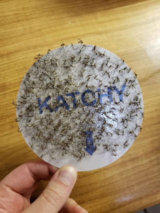 reviewer image of the sticky trap filled with tiny flying insects
