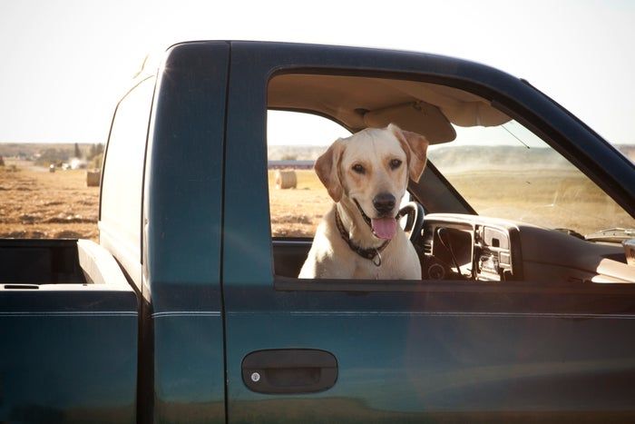 A dog is sitting in the driver's seat of a parked truck, looking out the window, with a rural field in the background