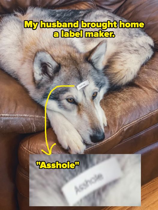 A dog lying on a leather couch with a label reading 'Amazon' on its forehead