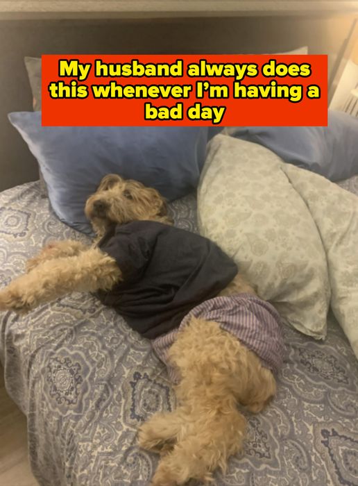 A dog wearing a black shirt and striped shorts resting on a patterned bed with pillows scattered around