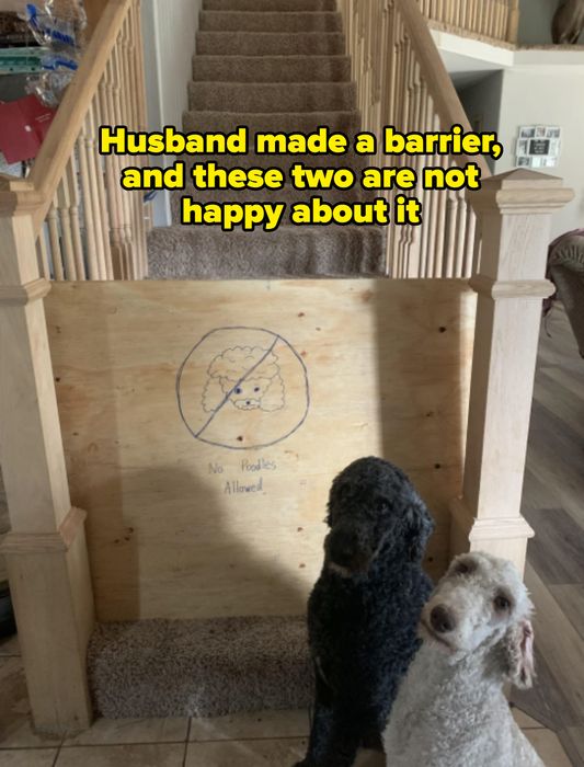 Two poodles sit in front of a wooden gate barring the stairs. The gate has a drawing of a poodle with a line through it, and the words