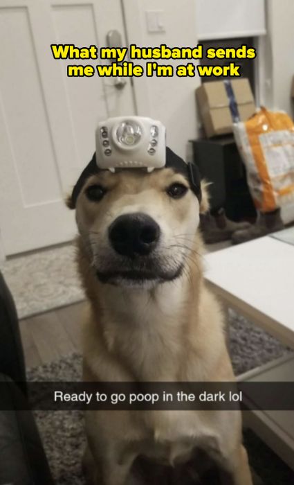 A dog wearing a headlamp indoors, with a funny caption about going for a poop in the dark.