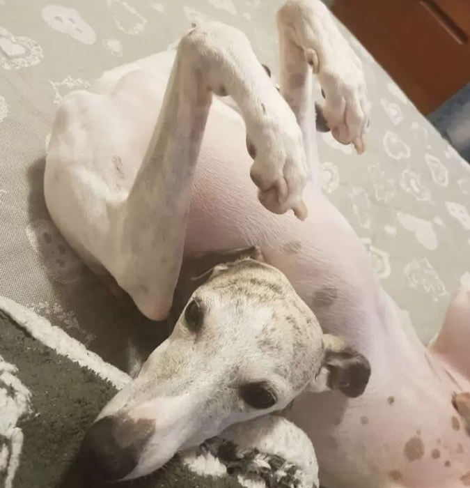 A dog reclines on its back, its legs folded in an odd manner atop a textured surface.