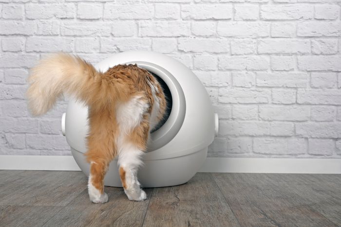 Cat entering a spherical white litter box against a brick wall background