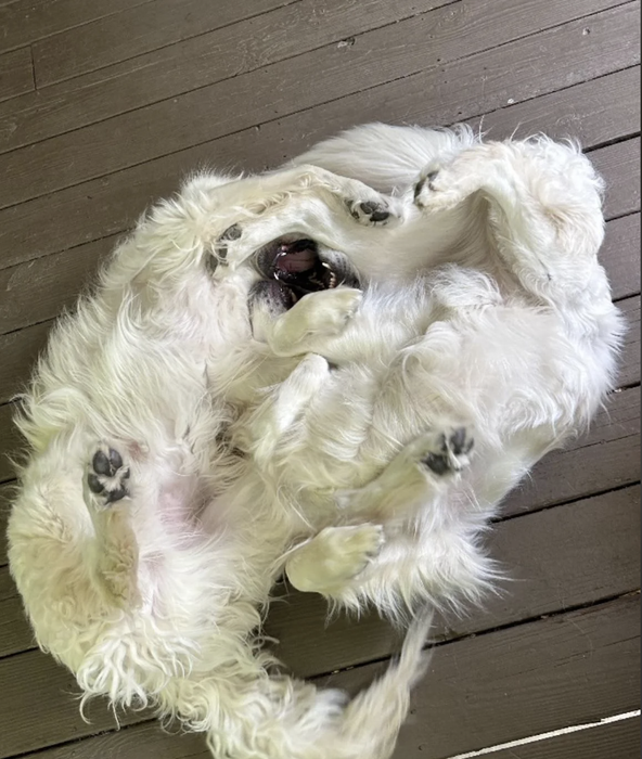 A fluffy white dog lies on its back, playfully exposing its belly and paws on a wooden floor.