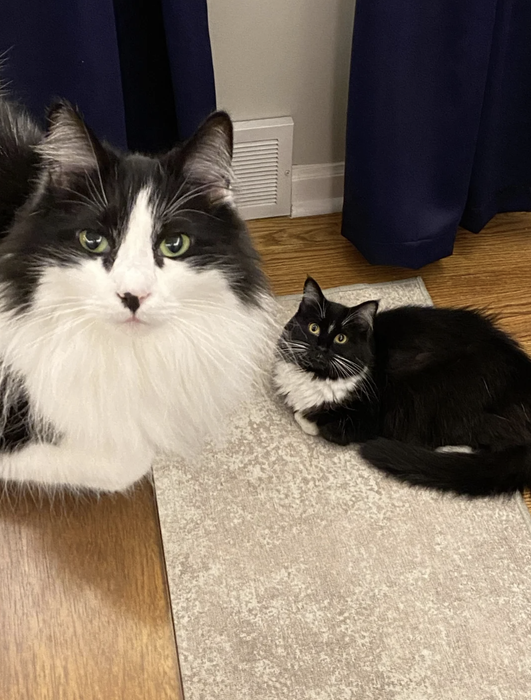 Two black-and-white cats, one seated upright and the other reclining, are inside on a rug next to a wall adorned with blue curtains.