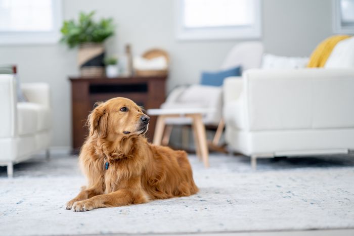A Golden Retriever relaxing on a rug in a cozy living room setting