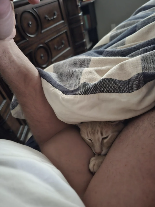 A cat resting under a blanket, positioned beside a person's arm and chest.