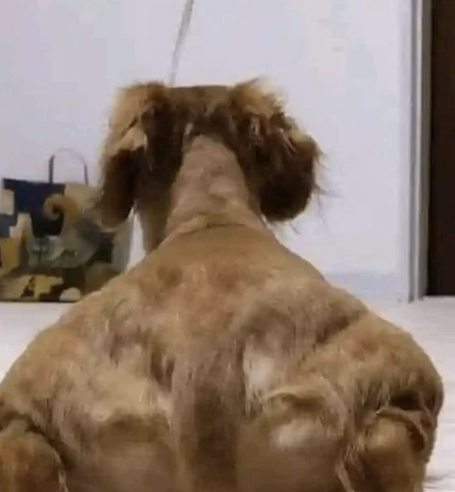 The photo captures the muscular back of a dog standing inside, its head turned away, showcasing pronounced muscles. A bag is visible in the background.