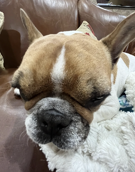 A close-up shot of a bulldog with a wrinkled face and closed eyes, lounging on a leather couch draped with a white blanket.