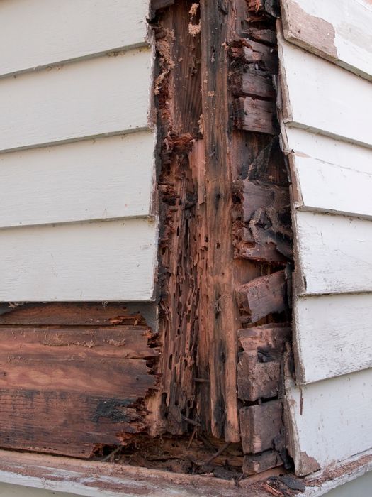 A house with damaged siding and a visible termite infestation.