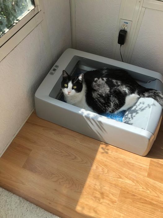 A cat comfortably using the self-cleaning litter box, enjoying its fresh and hassle-free experience.