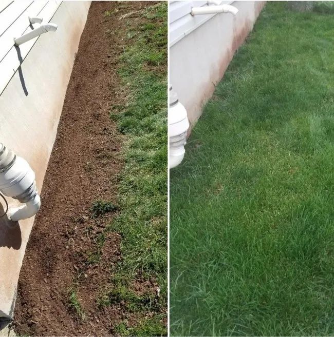 A reviewer’s before and after photo of dog spot repair mulch improving their lawn