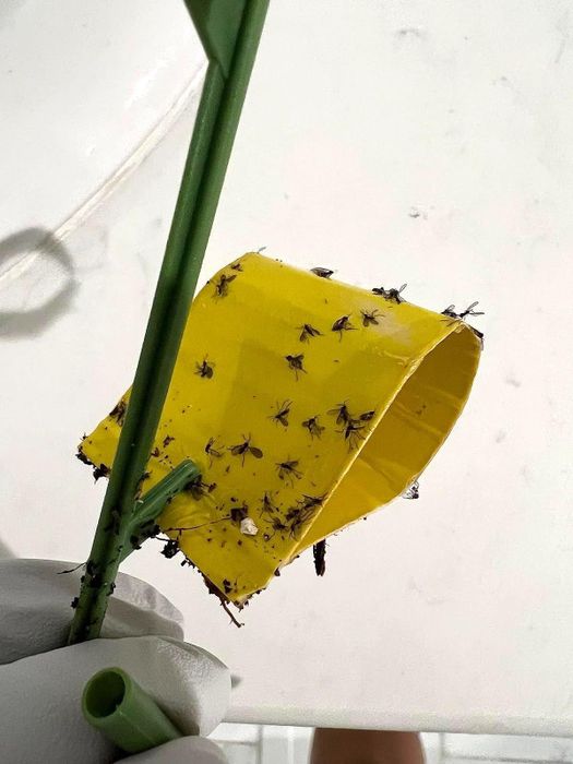 A sticky fly trap, now swarming with captured flies