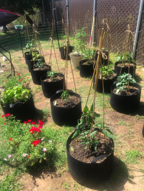 Another reviewer's photo showcasing the bamboo stakes in use