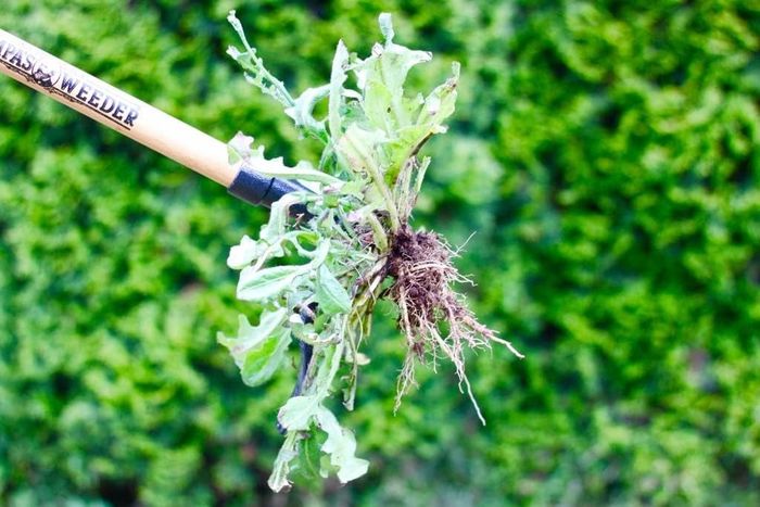 A gardening tool holding freshly removed weeds, complete with visible roots, against a backdrop of lush greenery