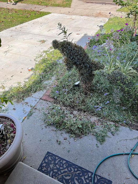 Topiary shrub sculpted into a spiral shape next to a garden path