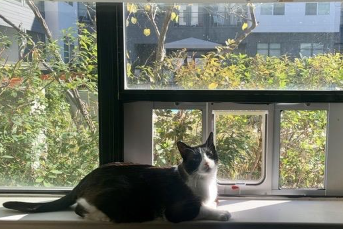 A cat sitting on a windowsill, resting near the pet door installed in the window