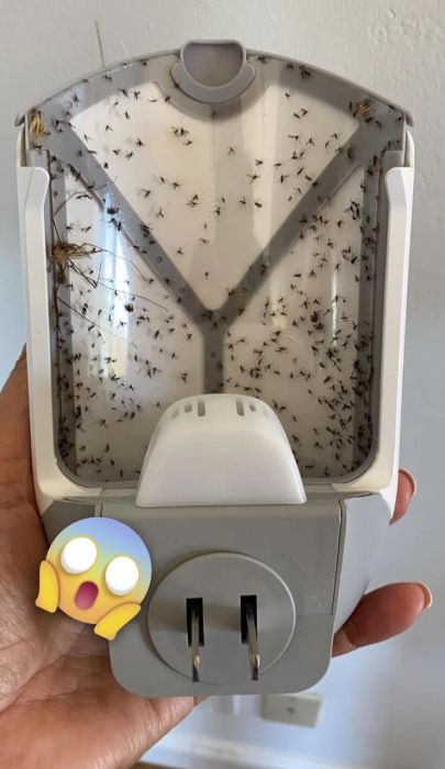 A hand holding an electronic insect trap filled with captured flies and bugs